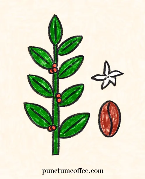 Arabica Kahvesi Nedir